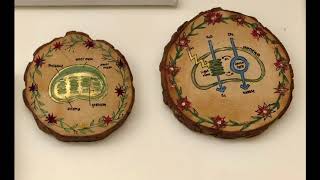 University of Puget Sound Student #ScienceArt