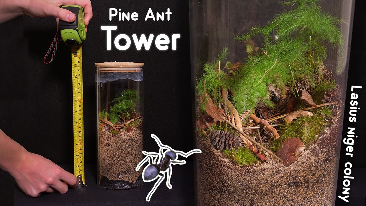 PINE Forest Terrarium | AWESOME Black Ant HABITAT