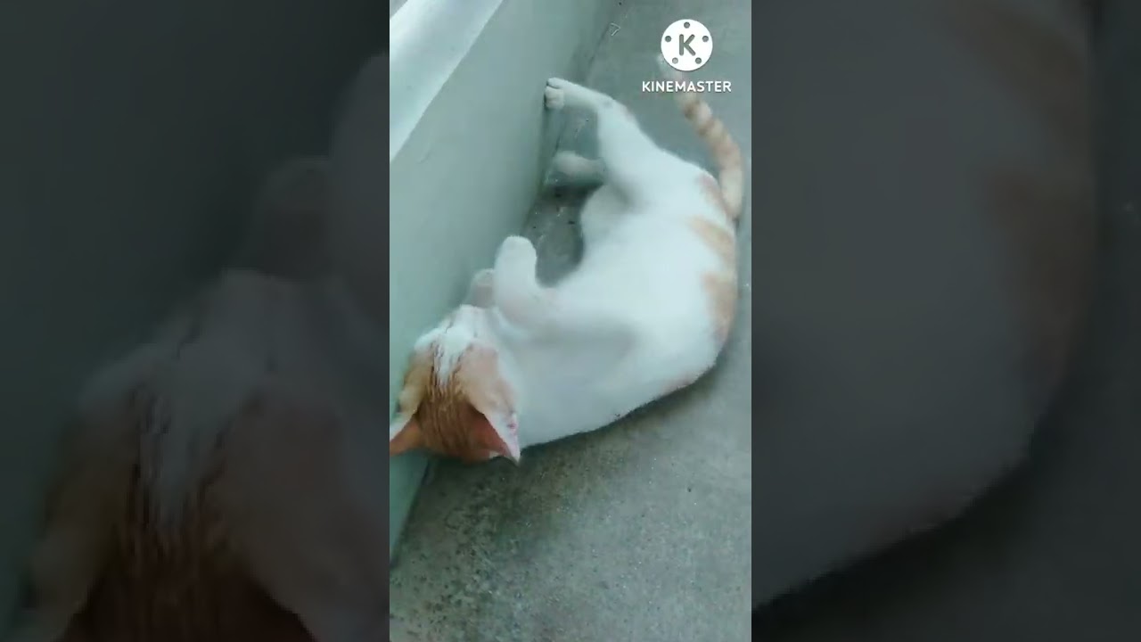 CAT IN HEAT YouTube