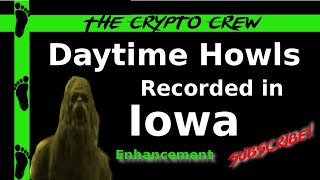 Daytime Howls Recorded in Iowa! | Enhancement