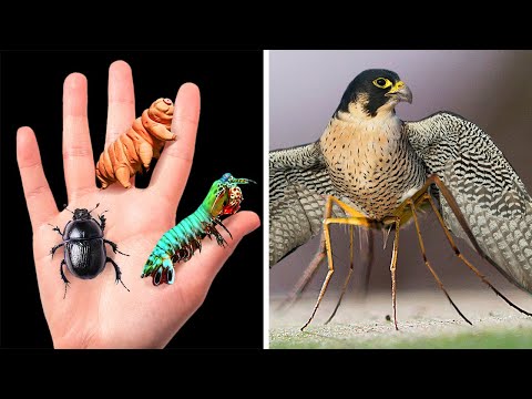 Vídeo: 12 Animals Que Amb Prou Feines Dormen