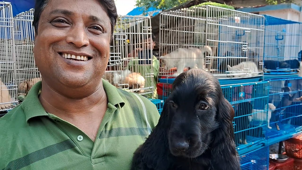 Galiff Street Pet Market Kolkata This Week Dog Puppy Collection