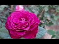 Hoa hồng ngoại Variety Information rose - Yêu hoa hồng