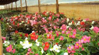 Hortiflora.mpg