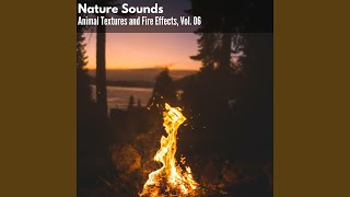 Harmonic Inner Peace With Wind