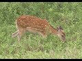 北海道 知床五湖 【世界遺産】