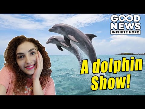 Dolphins Leap 20 Feet In The Air Off San Diego Coast