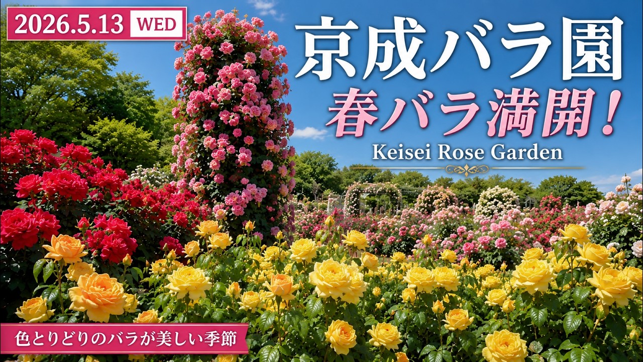 2026.5.8幸福縁満薔薇園大玉璧　新潟産上質彩玉 2026年5月13日 京成バラ園｜春バラ満開！色鮮やかな園内風景 | Keisei