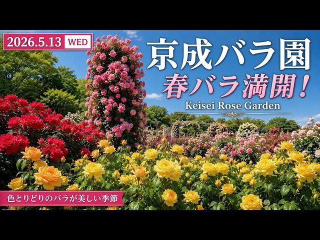 2026年5月13日 京成バラ園｜春バラ満開！色鮮やかな園内風景 | Keisei