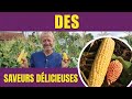 Les différentes variétés de maïs doux et comment les cultiver facilement