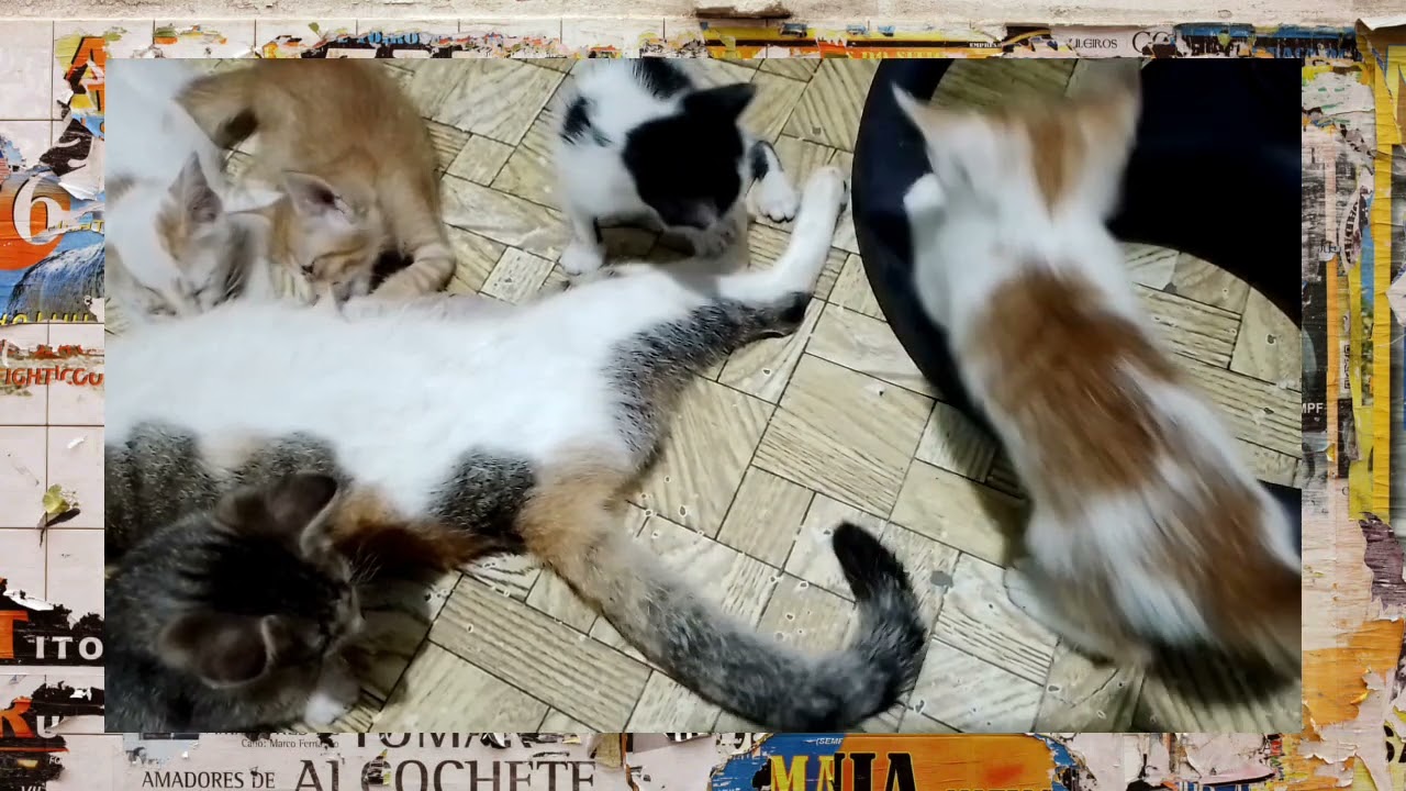 CUTE KITTENS PLAYTIME with MAMA CAT
