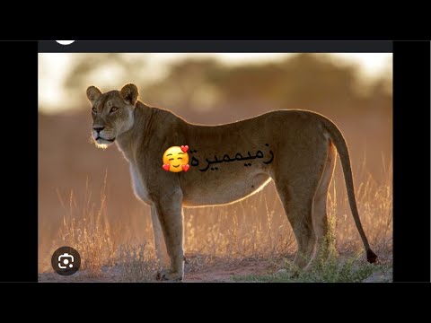 عاجيلووون مدام لابووول فوق الشواية مالكي صفرة وخلووعة