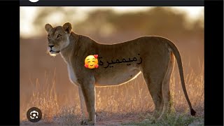 عاجيلووون. مدام لابووول فوق الشواية. مالكي صفرة وخلووعة