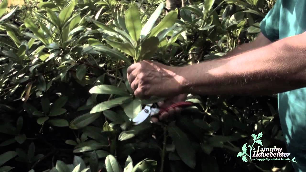 Rhododendron beskæring