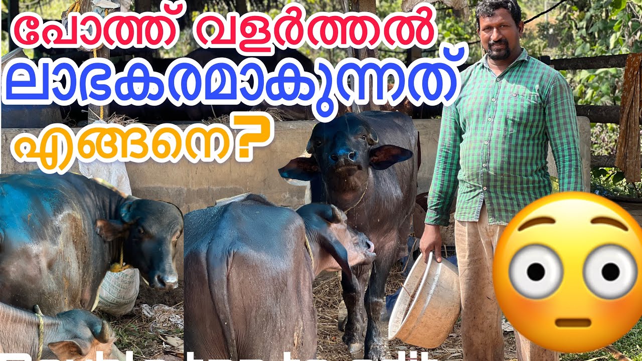പോത്ത് വളർത്തൽ ലാഭകരമാകുന്നത് എങ്ങനെ 😳
