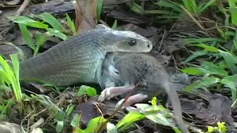 Perché si dice ratto?