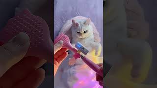 Little kitten immersive sleep assistance小奶猫沉浸式助眠|ASMR#asmr #助眠 #asmrsounds #解压 #cat