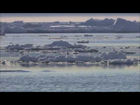 Narwhals - using sonar for hunting