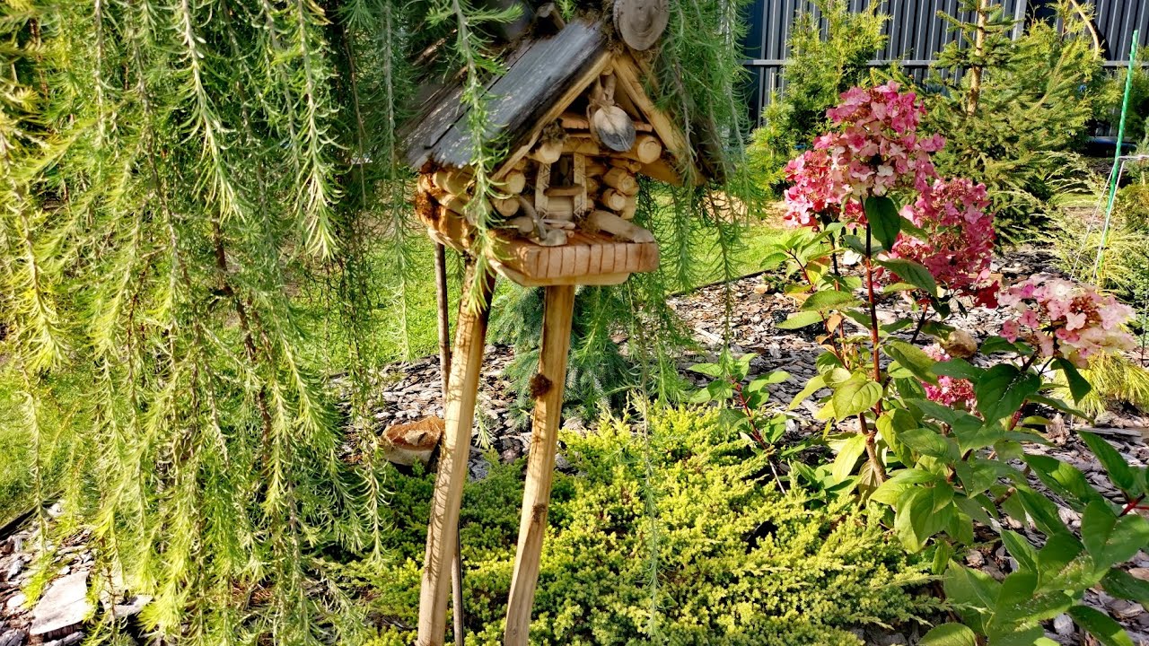 ХВОЙНЫЙ сад! Начало осени!🍁 Обзор! 7.09.2025Г #сад #дача #обзор #garden #хобби