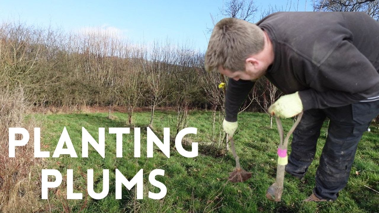 Planting Three Plums YouTube
