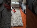 Cat Chases toy at the speed of sound