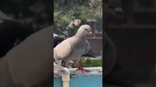 @Gagan_pigeon_love #pigeon #kabutarandekabdetehain #kabooter 🧿👁️‍🗨️🥺♥️♠️☠️🇧🇷