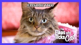 Cats are strange - Nic and Pancho Web Series Ep#2