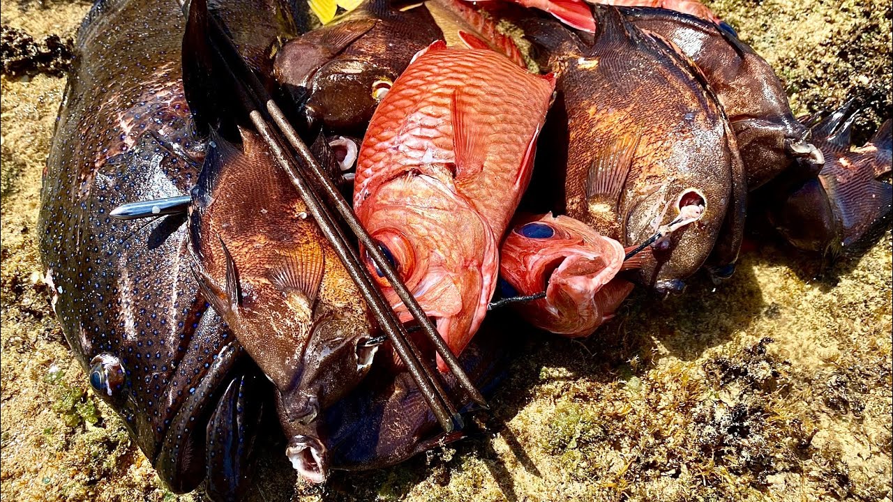 Spearfishing Complex Cave System For Kole, Menpachi, And More! | Hawaii ...