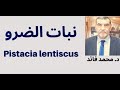 دكتور محمد الفايد شجرة الضرو المستكة وفوائدها العلاجية في الاوراق والعلكة 