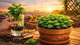 أفضل طريقة لتكثير النعناع في البيت! 🌿 دايماً عندك نعناع 100٪