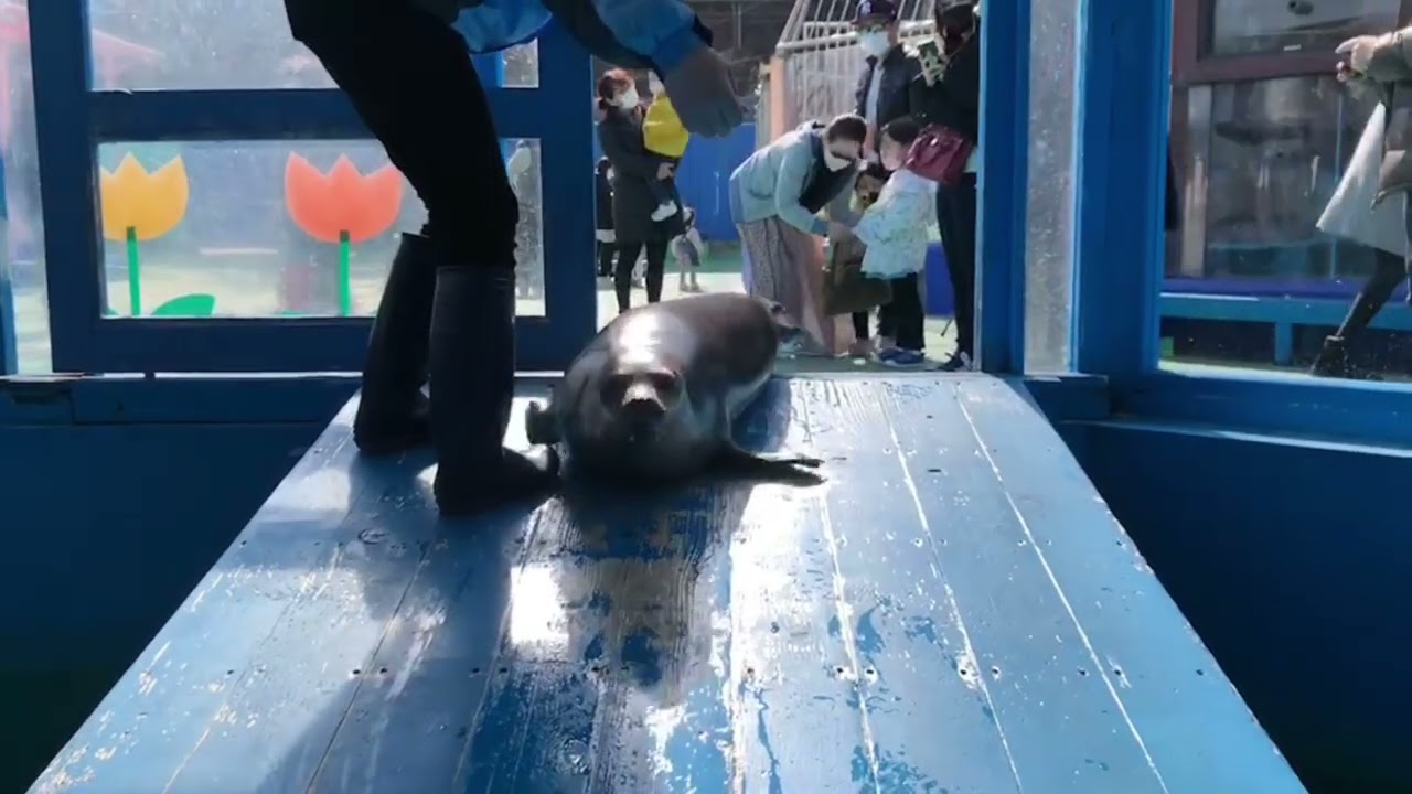 伊勢シーパラダイス いろんな顔を持つ男 Youtube