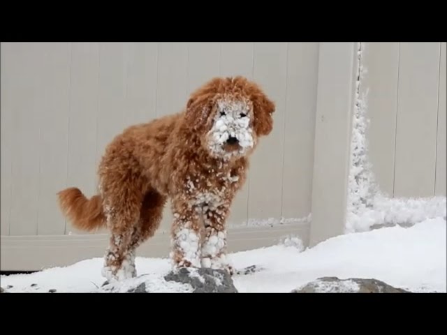 goldendoodle snowsuit