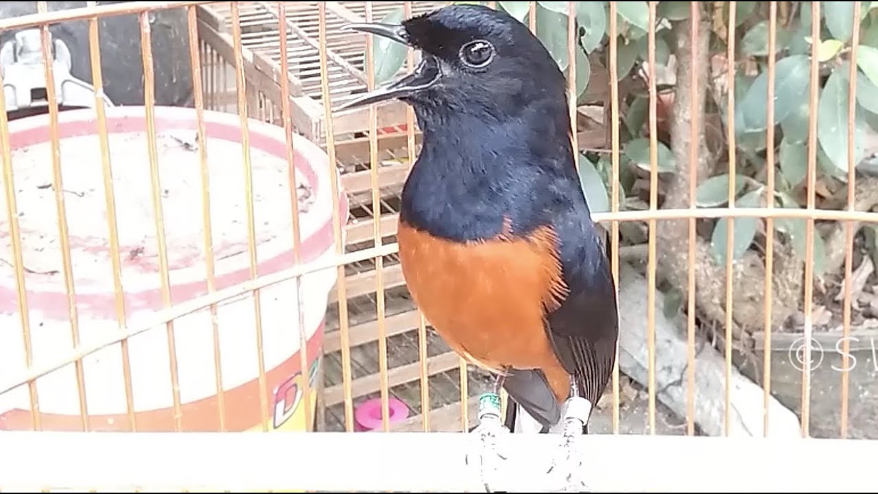 White Rumped Shama Catch Brance In Boskage.The Bird That Call