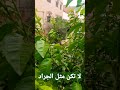 الجراد