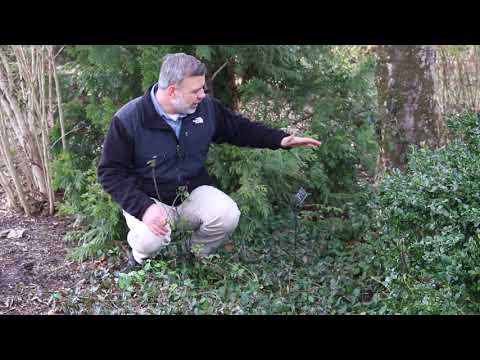 Video: Euonymus Wintercreeper Management: Tips til at kontrollere vintercreeper