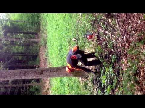 Video: Asketræ - Nyttige Egenskaber Og Anvendelser Af Aske, Voksende Et Asketræ, En Askeblomst. Hvid Aske, Kaukasisk, Holostolbikovy, Rubra