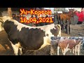 Уч -Коргон. 16.04.2021. Малдар.Букалар. саан эчкилер .Кой козу бары бар