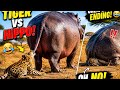 🔥 “Tiger vs Hippo – Epic Jungle Battle with Unexpected Ending!”