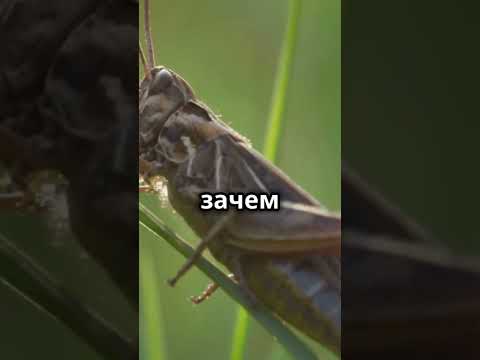 Необычный кузнечик: эволюция