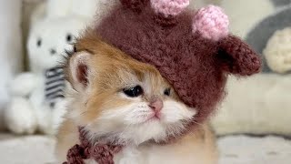 anak kucing gemes lucu, persia, anggora, kitten #videolucu #kucinglucu #kucing #babycat by Nabila Ayya Ali 100 views 1 year ago 6 minutes, 8 seconds