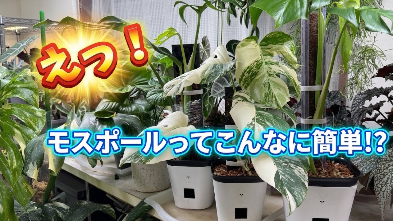 Monstera Edition] What! Moss poles are actually this easy