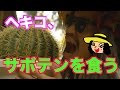 【激痛】ヘキコ、サボテンを食う【処女喪失】