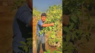 #green army#nature#subscibe the channel