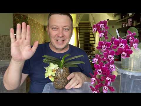 пересадка орхидеи в