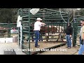 Struthoff Ranch working 450+ Longhorns in 12 actual hours over 2 days 3/21/19 - 3/22/19