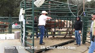Struthoff Ranch working 450+ Longhorns in 12 actual hours over 2 days 3/21/19 - 3/22/19
