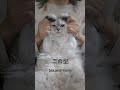 #鬼滅の刃#demonslayer#catvideos#shortvideo#猫の呼吸#二の型#コスプレイヤー#trending#secondform