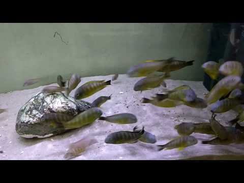 www.tropheus.com. pl -