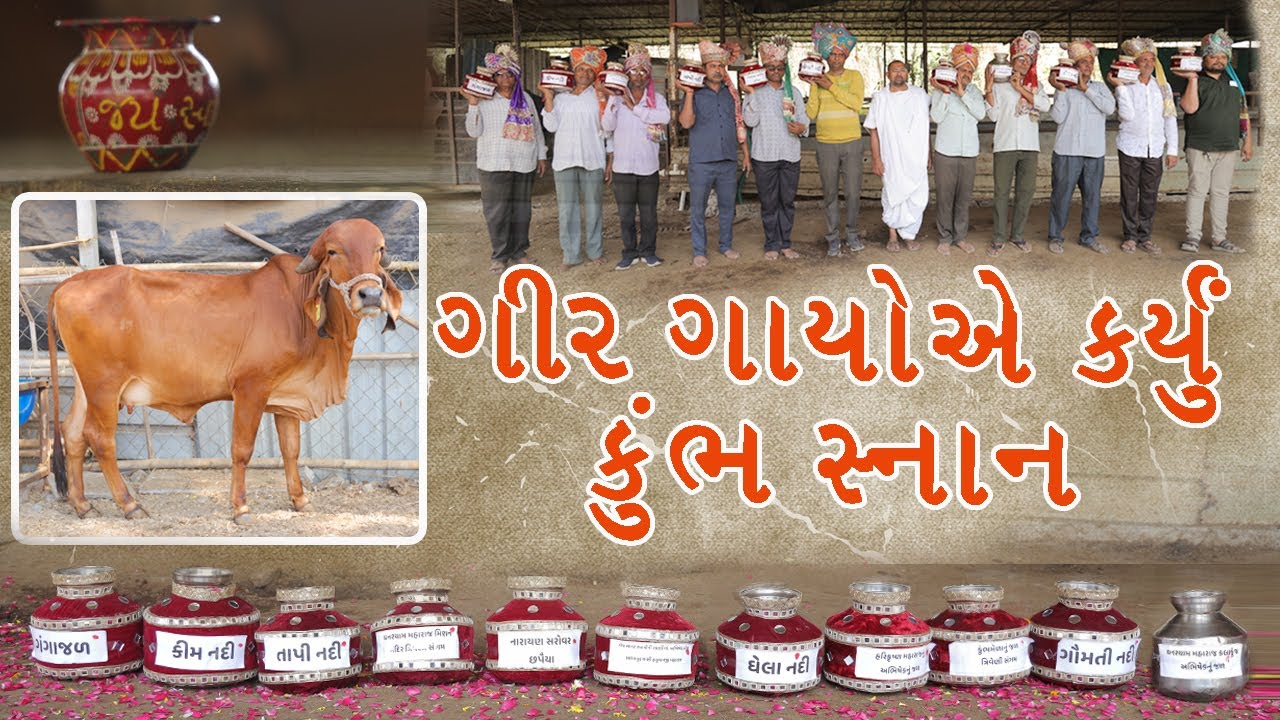 Gircow | The Holy Bath: Gir Cows at Kumbh Snan#gircow #cow #milk #holybath