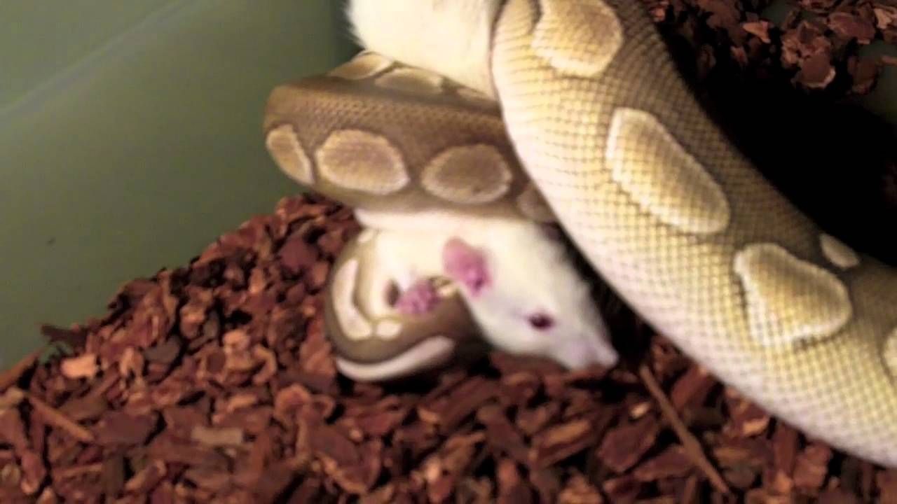 Ball Pythons (Live Feeding) - YouTube